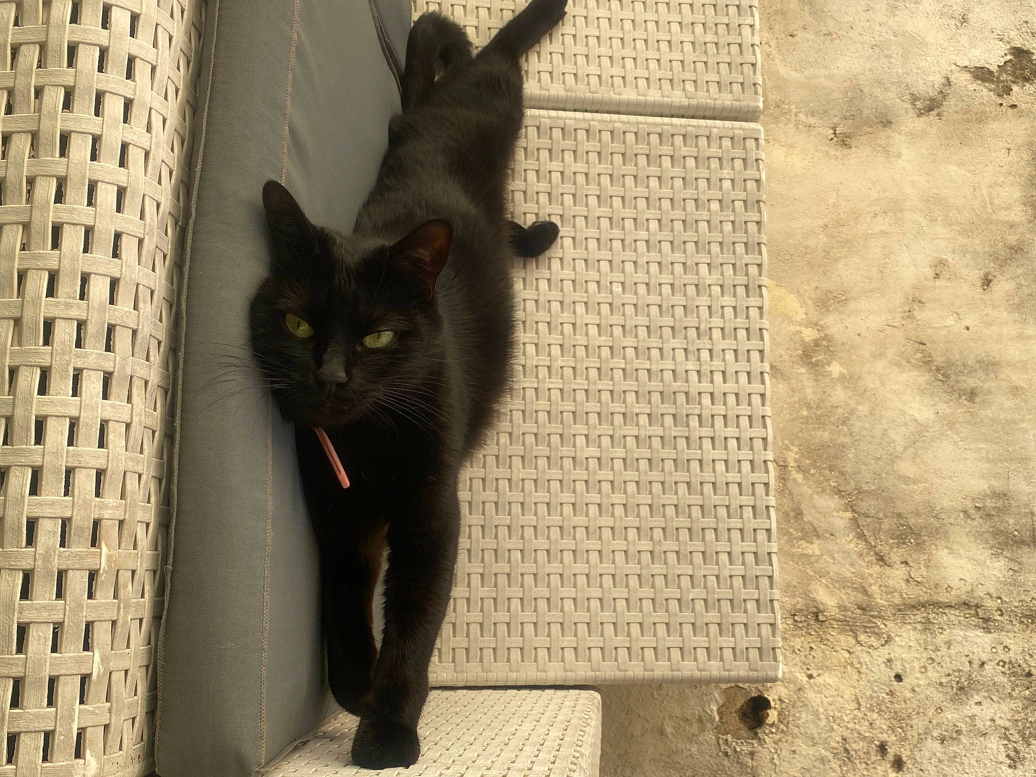 Lilah participe au concours pour gagner de l'argent avec cette photo : black_cat, bombay, building, carnivore, cat, domestic_short_haired_cat, felidae, flooring, fur, grey, paw, shadow, small_to_medium_sized_cats, snout, tail, terrestrial_animal, whiskers, wood