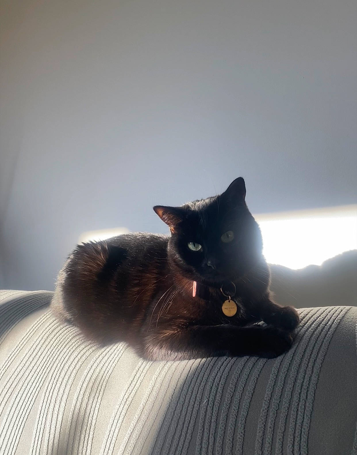 Lilah participe au concours pour gagner de l'argent avec cette photo : black_cat, bombay, carnivore, cat, cat_supply, comfort, domestic_short_haired_cat, felidae, fur, grey, linens, room, shadow, small_to_medium_sized_cats, snout, tail, textile, tints_and_shades, whiskers, wood