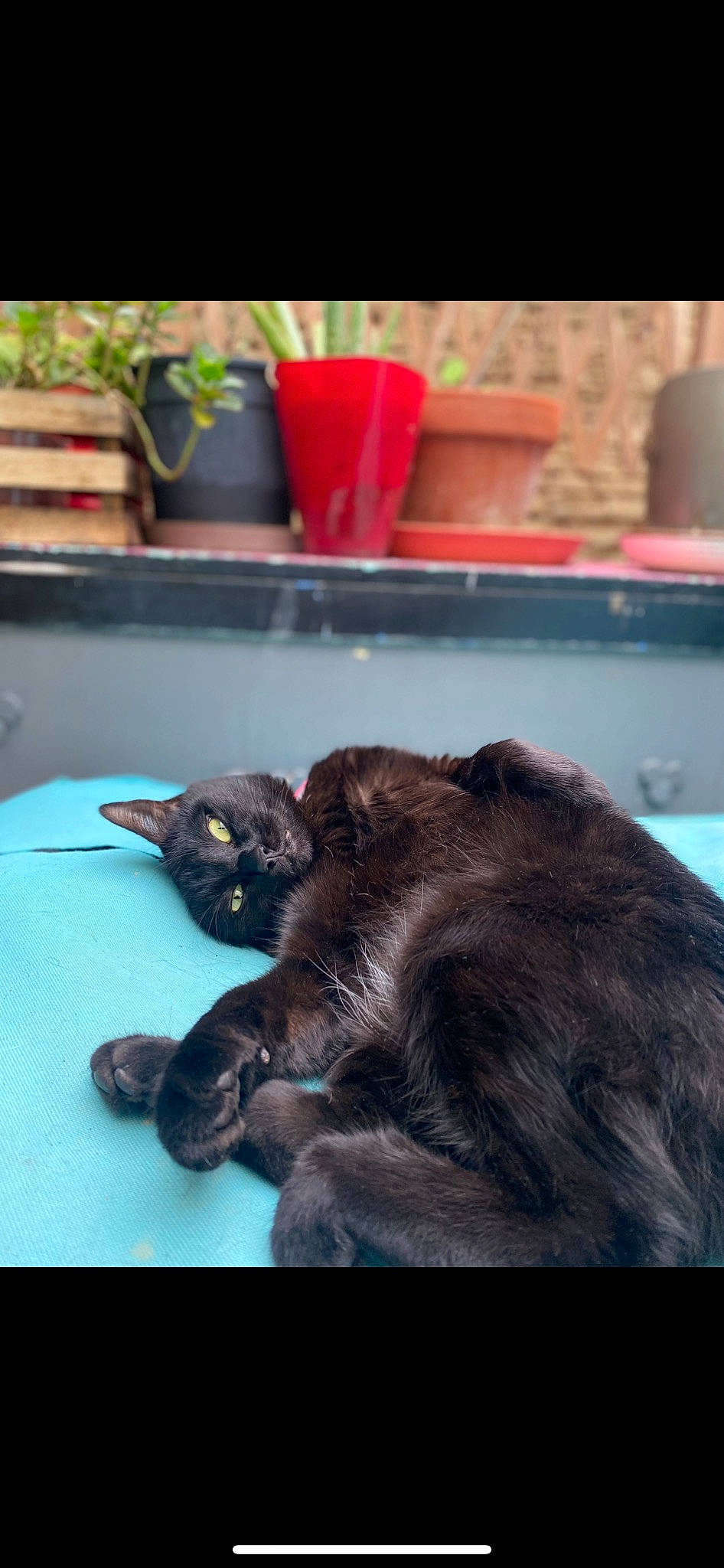 Lilah a rejoint le concours — aidez-le/la à gagner de superbes lots ! black_cat, carnivore, cat, claw, comfort, domestic_short_haired_cat, felidae, flowerpot, fur, houseplant, liver, plant, small_to_medium_sized_cats, sporting_group, tail, terrestrial_animal, whiskers, window