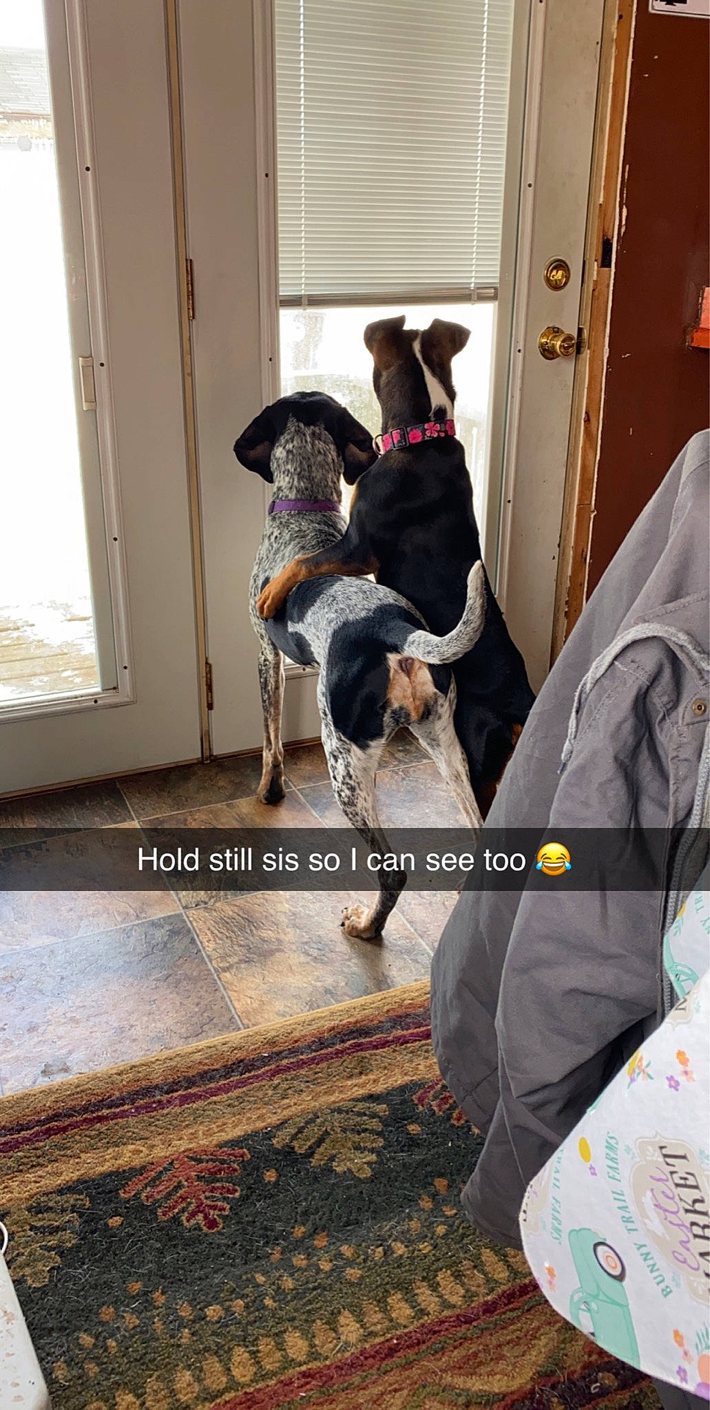 Luna Lou is registered to the contest to win money with this photo: carnivore, collar, companion_dog, dog, dog_breed, dog_supply, door, fawn, flooring, fur, guard_dog, mammal, non_sporting_group, pet_supply, sporting_group, vertebrate, window, working_animal, working_dog