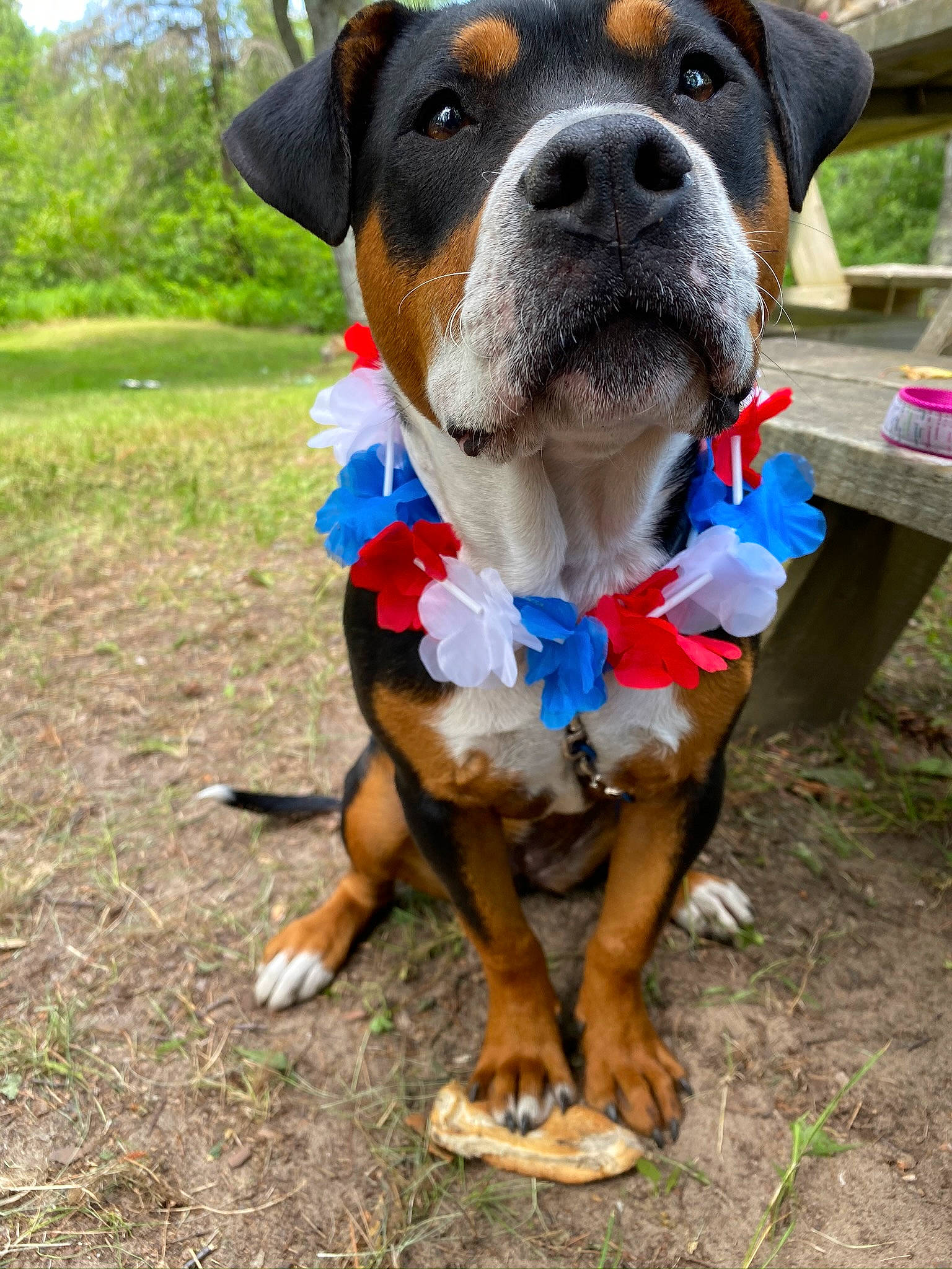 Luna Lou is registered to the contest to win money with this photo: carnivore, collar, companion_dog, dog, dog_breed, dog_collar, dog_supply, electric_blue, fashion_accessory, fawn, foot, grass, leash, mammal, pet_supply, plant, snout, sporting_group, tree, working_animal