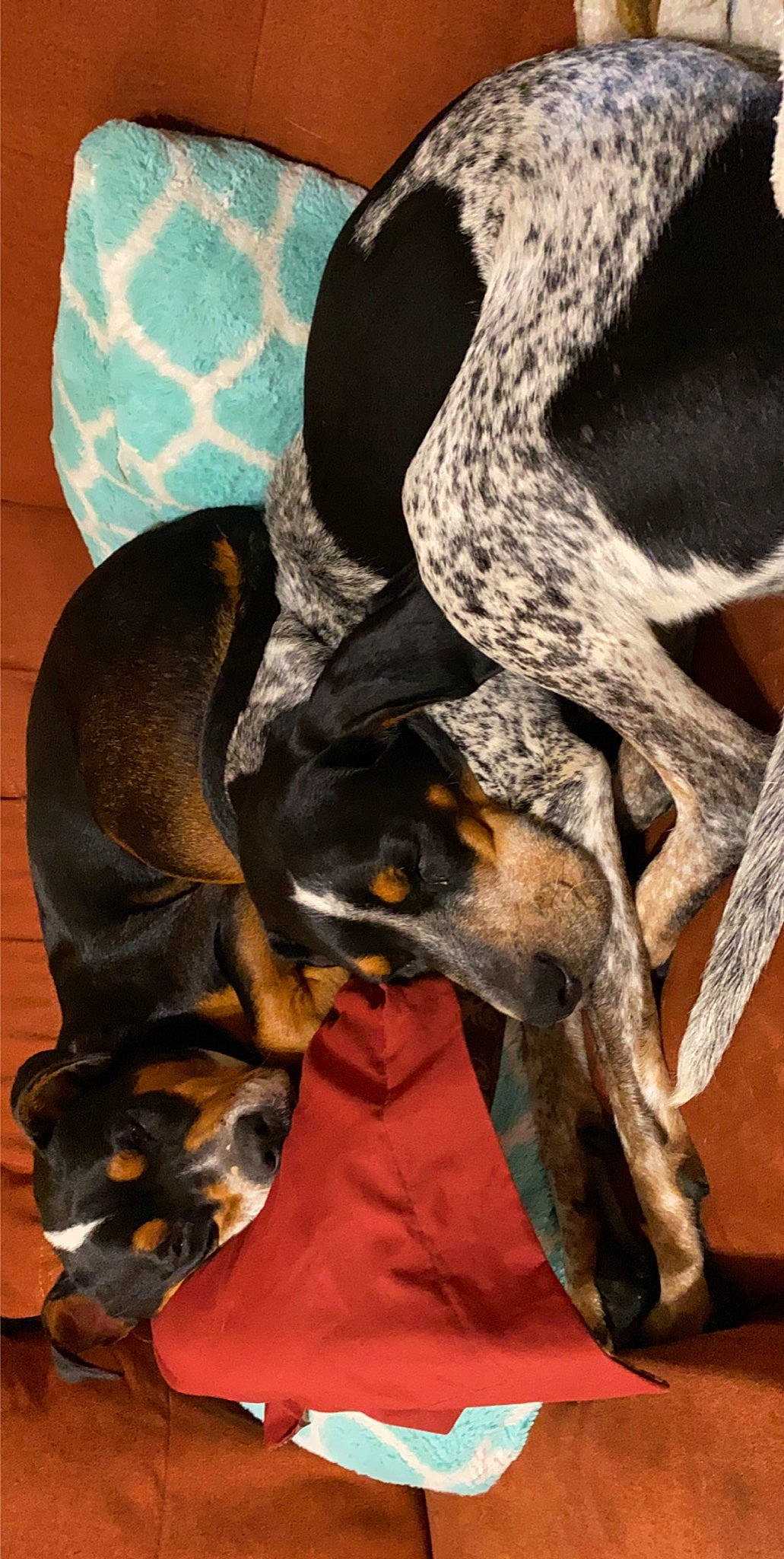 Luna Lou joined the competition — help win amazing prizes! canidae, carnivore, collar, companion_dog, dobermann, dog, dog_breed, fawn, fur, guard_dog, hound, montenegrin_mountain_hound, paw, pinscher, sporting_group, terrestrial_animal, toy_dog, whiskers, working_animal, working_dog