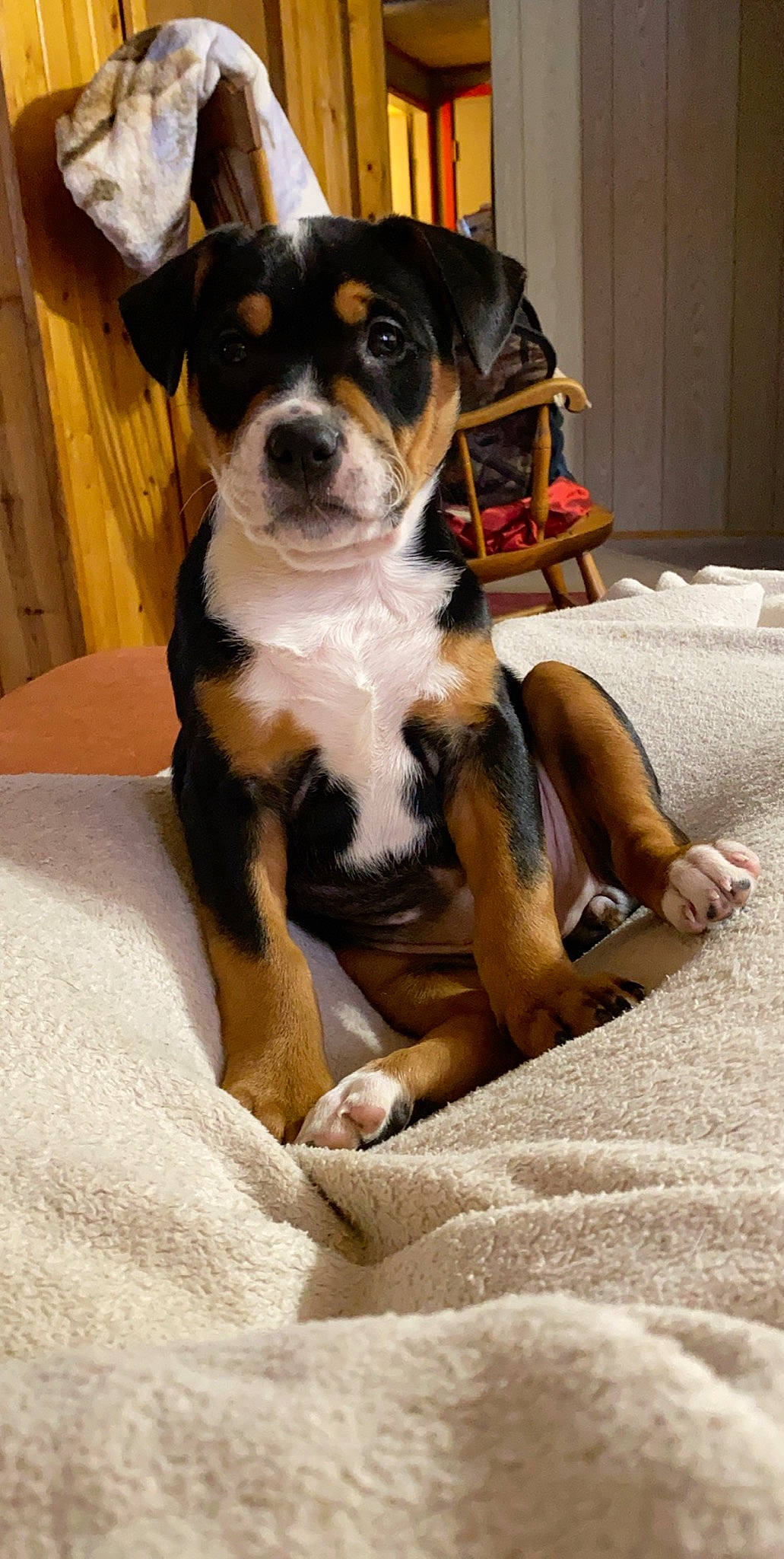 Luna Lou is registered to the contest to win money with this photo: ancient_dog_breeds, beaglier, canidae, carnivore, chair, comfort, companion_dog, dog, dog_breed, fawn, flooring, fur, houseplant, human_leg, molosser, sitting, sporting_group, wood, working_animal, working_dog