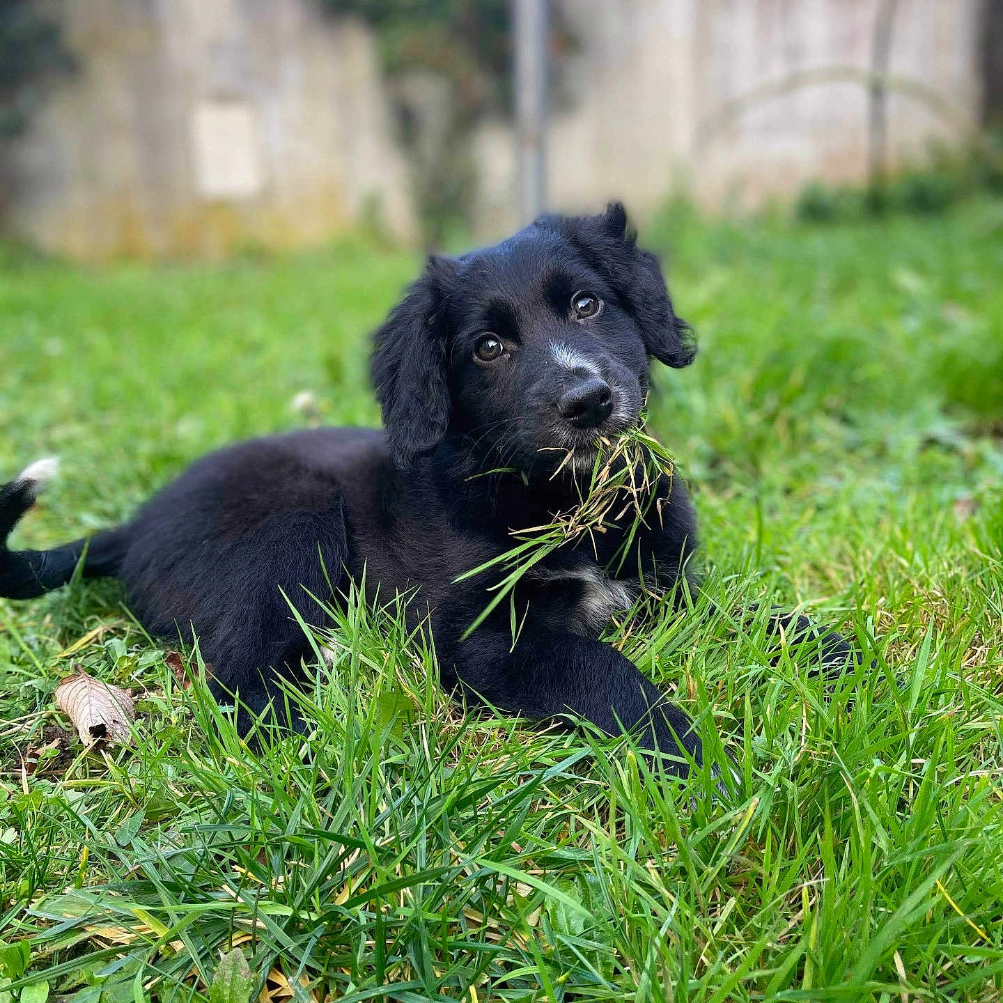 Raven participe au concours pour gagner de l'argent avec cette photo : animal, backyard, ball, canine, cockerspaniel, dog, field, grass, grassland, lawn, nature, outdoors, pet, plant, puppy, sport, tennis, tennisball, vegetation, yard