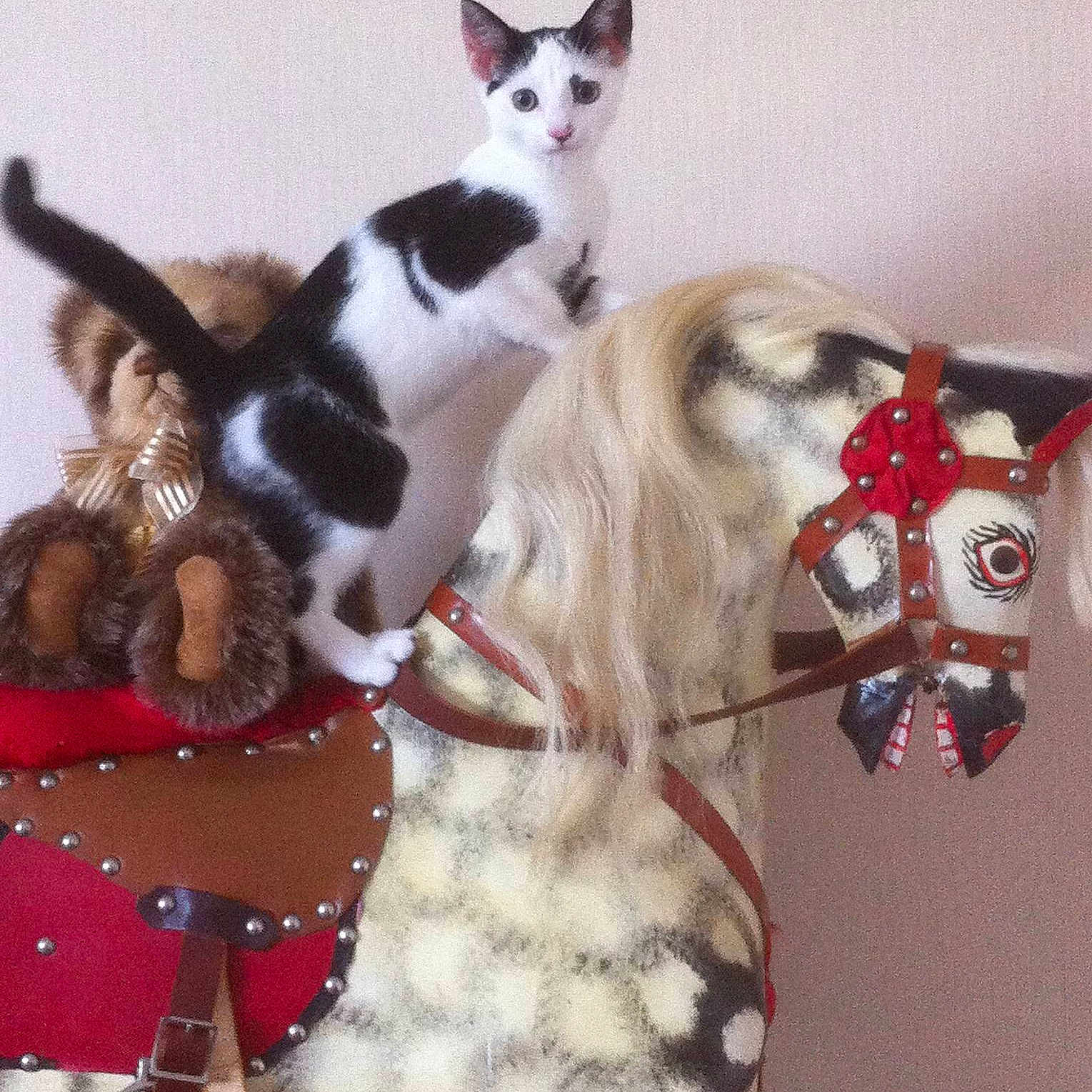 Diago is registered to the contest to win money with this photo: