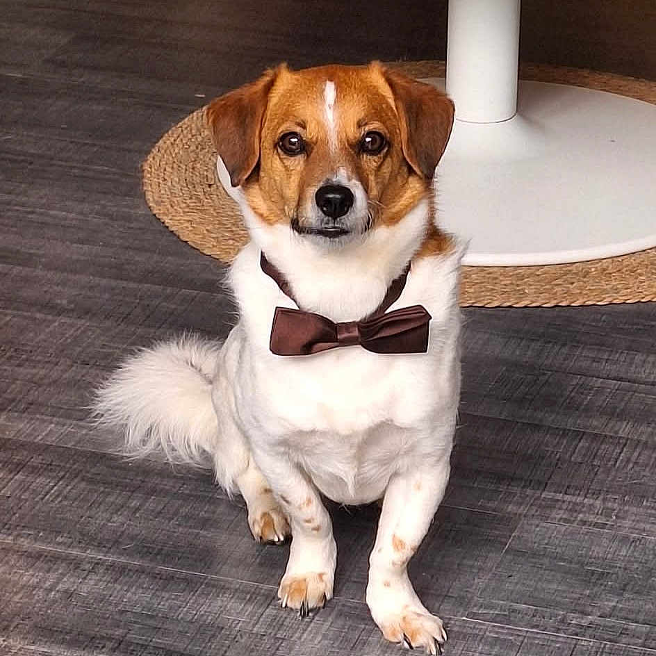 Tao a rejoint le concours — aidez-le/la à gagner de superbes lots ! accessories, animal, beagle, bowtie, canine, clothing, collar, dog, formalwear, hat, hound, pet, puppy, racket, sport, strap, tennis, tennisracket, tie, wood