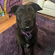 Joy is registered to the contest to win money with this photo: dog, black_dog, purple_collar, milk_mustache, indoor, rug, purple_rug, wooden_floor, basket, blanket, couch, living_room, pet, canine, fur, animal, home, flooring, furniture, cute