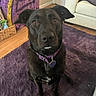 dog, black_dog, purple_collar, milk_mustache, indoor, rug, purple_rug, wooden_floor, basket, blanket, couch, living_room, pet, canine, fur, animal, home, flooring, furniture, cute