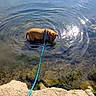 Atlas participe au concours pour gagner de l'argent avec cette photo : animal, blue_leash, brown_dog, calm, daylight, dog, grass, lake, leash, nature, outdoor, pet, pond, reflection, ripples, rock, shallow_water, summer, sunlight, water
