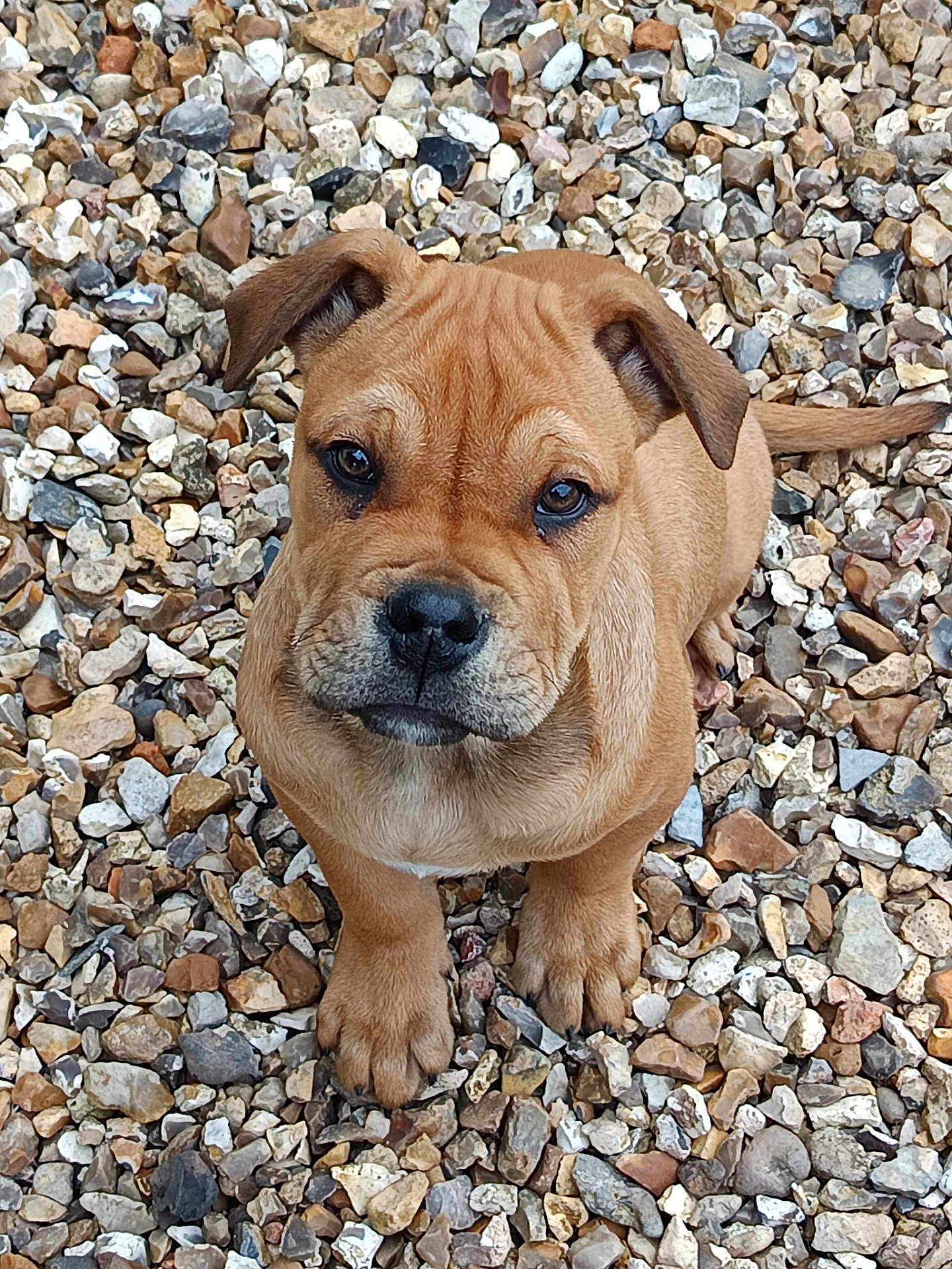 Atlas a rejoint le concours — aidez-le/la à gagner de superbes lots ! dog, puppy, brown_fur, pebbles, stones, outdoor, sitting, portrait, close_up, paws, nose, eyes, cute, young_dog, looking_up, texture, ground, pet, adorable, wrinkled_face