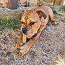 animal, bone, brown_dog, canine, chewing, close_up, dog, dry_grass, flower_pot, fur, grass, nature, outdoor, paws, pet, plant, rustic_wall, sunlight, tongue, wooden_door