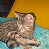 animal, cat, cozy, cute, domestic_cat, feline, fur, indoor, kitten, paw, pet, relaxed, resting, sleepy, striped, tabby, towel, whiskers, yellow_chair, young_cat
