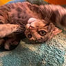 animal, cat, closeup, curious, cute, domestic_cat, feline, fur, indoor, orange_background, paw, pet, playful, relaxed, soft_texture, stretching, tabby_cat, towel, whiskers, young_cat