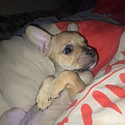 Wiskis a rejoint le concours — aidez-le/la à gagner de superbes lots ! puppy, dog, blanket, bed, cute, small, ears, fur, animal, pet, lying_down, indoors, cozy, resting, young, snout, paw, soft, comfort, expression