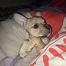 puppy, dog, blanket, bed, cute, small, ears, fur, animal, pet, lying_down, indoors, cozy, resting, young, snout, paw, soft, comfort, expression