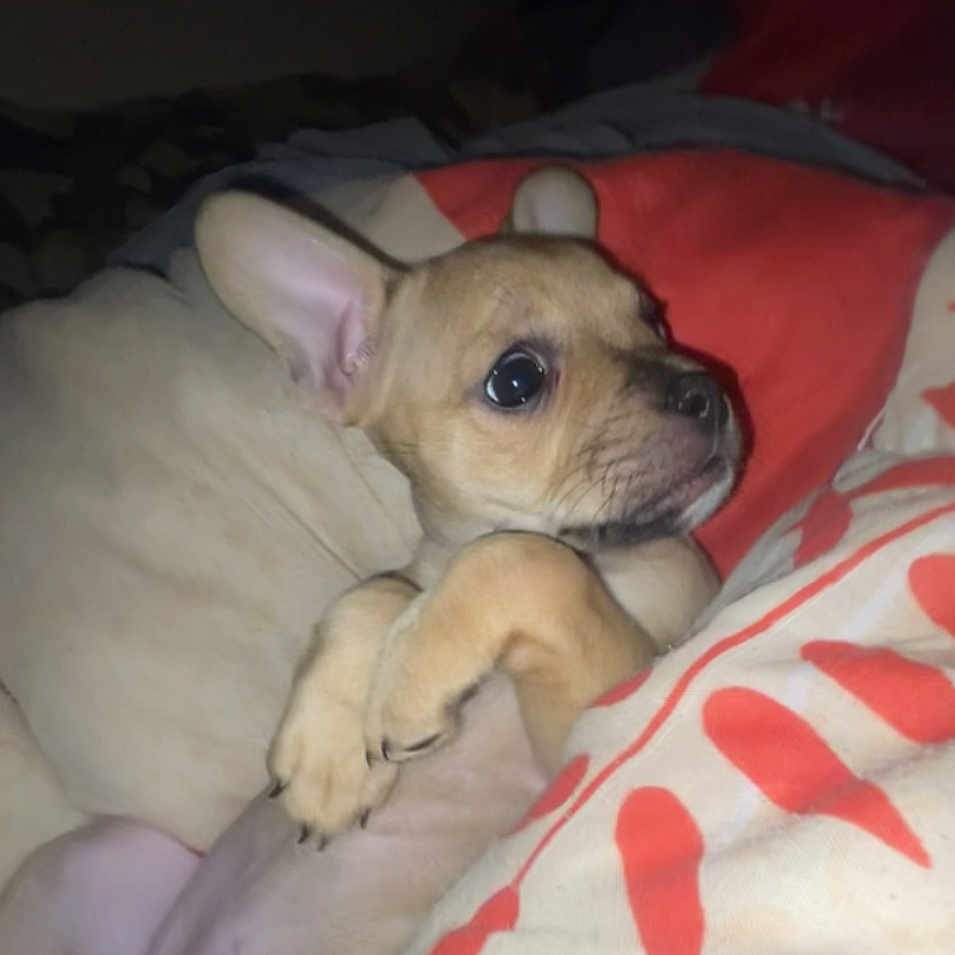 Wiskis a rejoint le concours — aidez-le/la à gagner de superbes lots ! puppy, dog, blanket, bed, cute, small, ears, fur, animal, pet, lying_down, indoors, cozy, resting, young, snout, paw, soft, comfort, expression