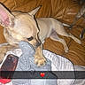 Wiskis participe au concours pour gagner de l'argent avec cette photo : dog, puppy, leather_couch, plush_toy, striped, hand, fingers, red_heart_emoji, indoor, pet, resting, brown, small_dog, paw, comfort, cozy, blanket, phone_case, casual, relaxation