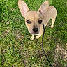 dog, puppy, grass, leash, outdoor, pet, small_dog, ears, pink_shoes, footwear, walking, nature, greenery, cute, canine, looking_up, young_dog, daylight, person_present, shadow