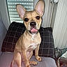 Wiskis participe au concours pour gagner de l'argent avec cette photo : dog, puppy, indoor, bed, pillow, window, blind, pet, animal, cute, tongue_out, large_ears, sitting, furniture, domestic, young_dog, canine, looking_at_camera, home, resting