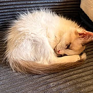 Snowy joined the competition — help win amazing prizes! kitten, sleeping, cat, fur, curled_up, cozy, couch, texture, indoor, pet, animal, resting, small, cute, whiskers, pink_nose, soft_light, relaxation, fluffy, domestic