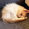 kitten, sleeping, cat, fur, curled_up, cozy, couch, texture, indoor, pet, animal, resting, small, cute, whiskers, pink_nose, soft_light, relaxation, fluffy, domestic