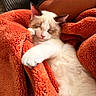 cat, sleeping, cozy, blanket, orange, fluffy, pet, relaxed, paw, fur, indoor, comfort, cute, resting, animal, soft, warm, snuggling, napping, domestic