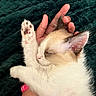 Snowy is registered to the contest to win money with this photo: kitten, cat, sleeping, paw, hand, fur, white, brown, ear, pink, nose, blanket, texture, cozy, resting, cute, soft, animal, pet, closeup