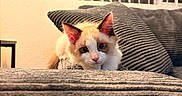 Snowy is registered to the contest to win money with this photo: kitten, cat, indoor, couch, pillows, gray, striped, window_blinds, curious, pet, feline, cozy, soft, fur, young, cute, domestic_animal, resting, home, animal