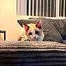 kitten, cat, indoor, couch, pillows, gray, striped, window_blinds, curious, pet, feline, cozy, soft, fur, young, cute, domestic_animal, resting, home, animal