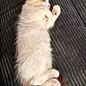 Snowy is registered to the contest to win money with this photo: kitten, cat, sleeping, fluffy, fur, pet, cute, animal, cozy, rest, nap, whiskers, paws, tail, domestic_cat, soft, relaxation, indoors, blanket, texture