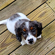 Buddy is registered to the contest to win money with this photo: puppy, dog, pet, wooden_deck, animal, cute, young, brown, white, black, ears, fur, outdoor, looking_up, small, adorable, innocent, curious, companion, friendly