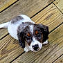 puppy, dog, pet, wooden_deck, animal, cute, young, brown, white, black, ears, fur, outdoor, looking_up, small, adorable, innocent, curious, companion, friendly