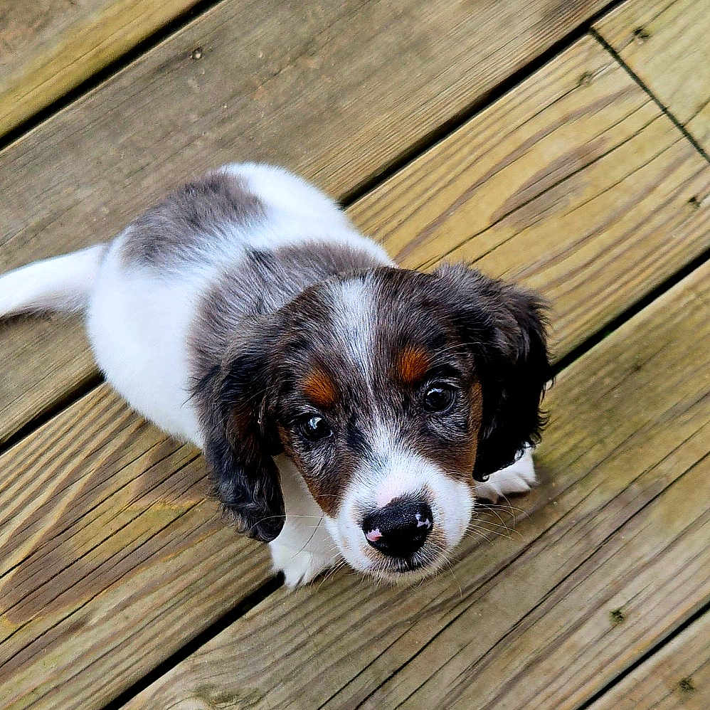 Buddy is registered to the contest to win money with this photo: adorable, animal, black, brown, companion, curious, cute, dog, ears, friendly, fur, innocent, looking_up, outdoor, pet, puppy, small, white, wooden_deck, young