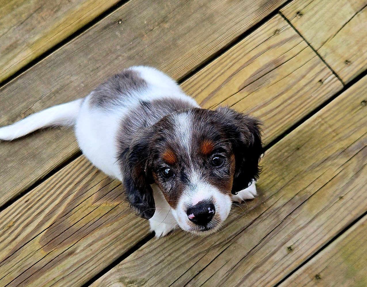 Buddy is registered to the contest to win money with this photo: puppy, dog, pet, wooden_deck, animal, cute, young, brown, white, black, ears, fur, outdoor, looking_up, small, adorable, innocent, curious, companion, friendly