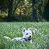 animal, canine, collar, dog, field, fluffy, forest, grass, greenery, meadow, nature, outdoor, peaceful, pet, relaxing, summer, sunlight, trees, white_dog, wildflowers