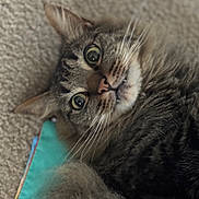 Maximus is registered to the contest to win money with this photo: cat, tabby_cat, pet, animal, fur, whiskers, close_up, carpet, indoor, curious, wide_eyes, laying_down, mammal, face, cute, domestic_animal, feline, soft_texture, relaxed, household