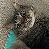 animal, carpet, cat, close_up, curious, cute, domestic_animal, face, feline, fur, household, indoor, laying_down, mammal, pet, relaxed, soft_texture, tabby_cat, whiskers, wide_eyes