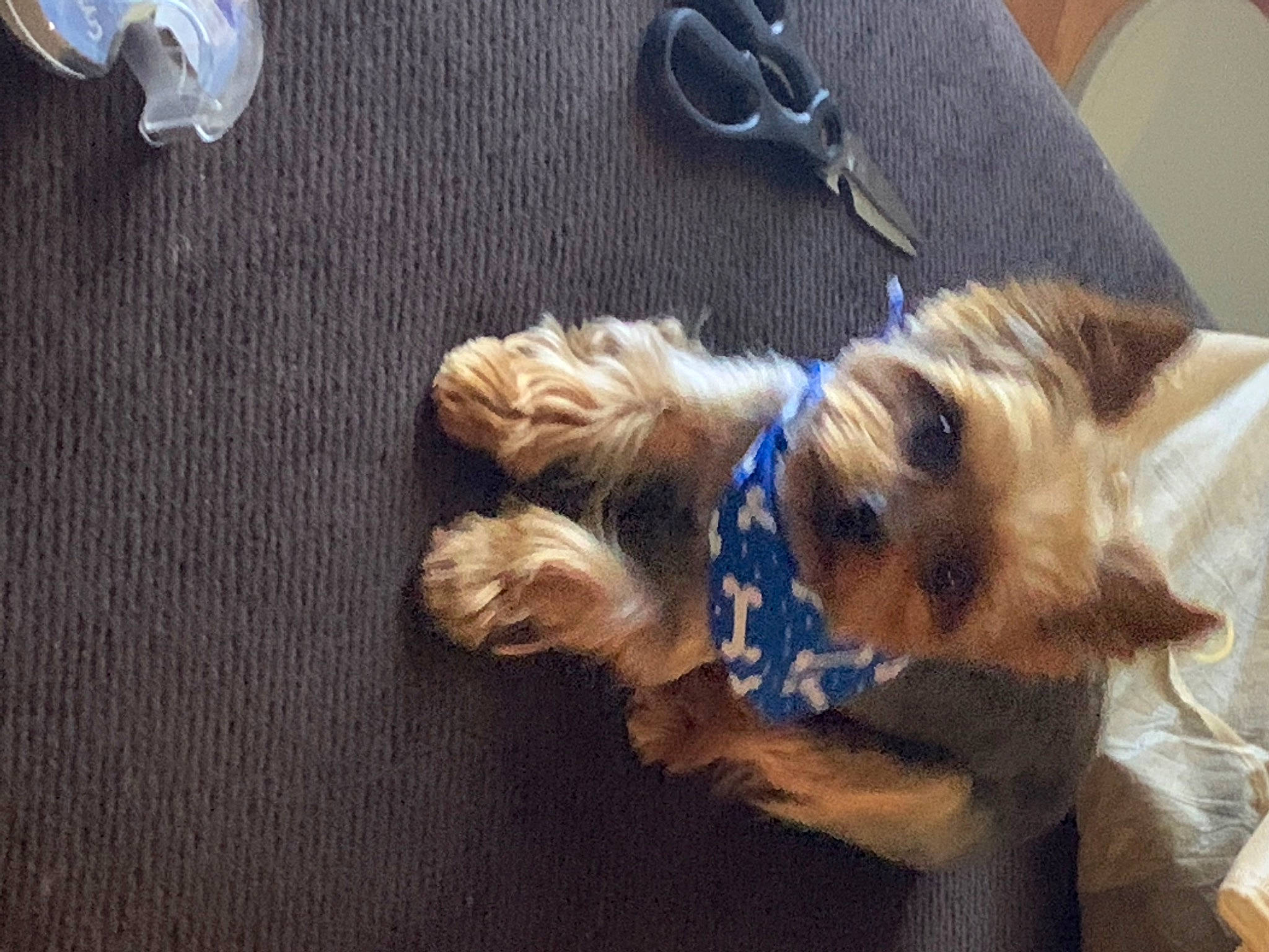 Cupid joined the competition — help win amazing prizes! border_terrier, cairn_terrier, canidae, carnivore, companion_dog, dog, dog_breed, fawn, morkie, norfolk_terrier, puppy, schnoodle, shih_tzu, sporting_lucas_terrier, terrier, toy_dog, yorkipoo, yorkshire_terrier