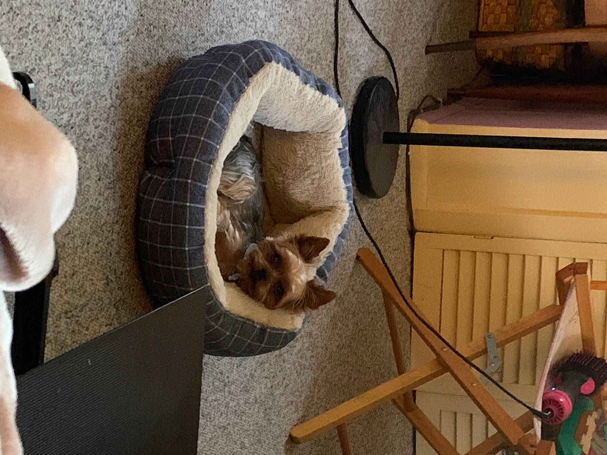 Cupid is registered to the contest to win money with this photo: baby_products, fur, product