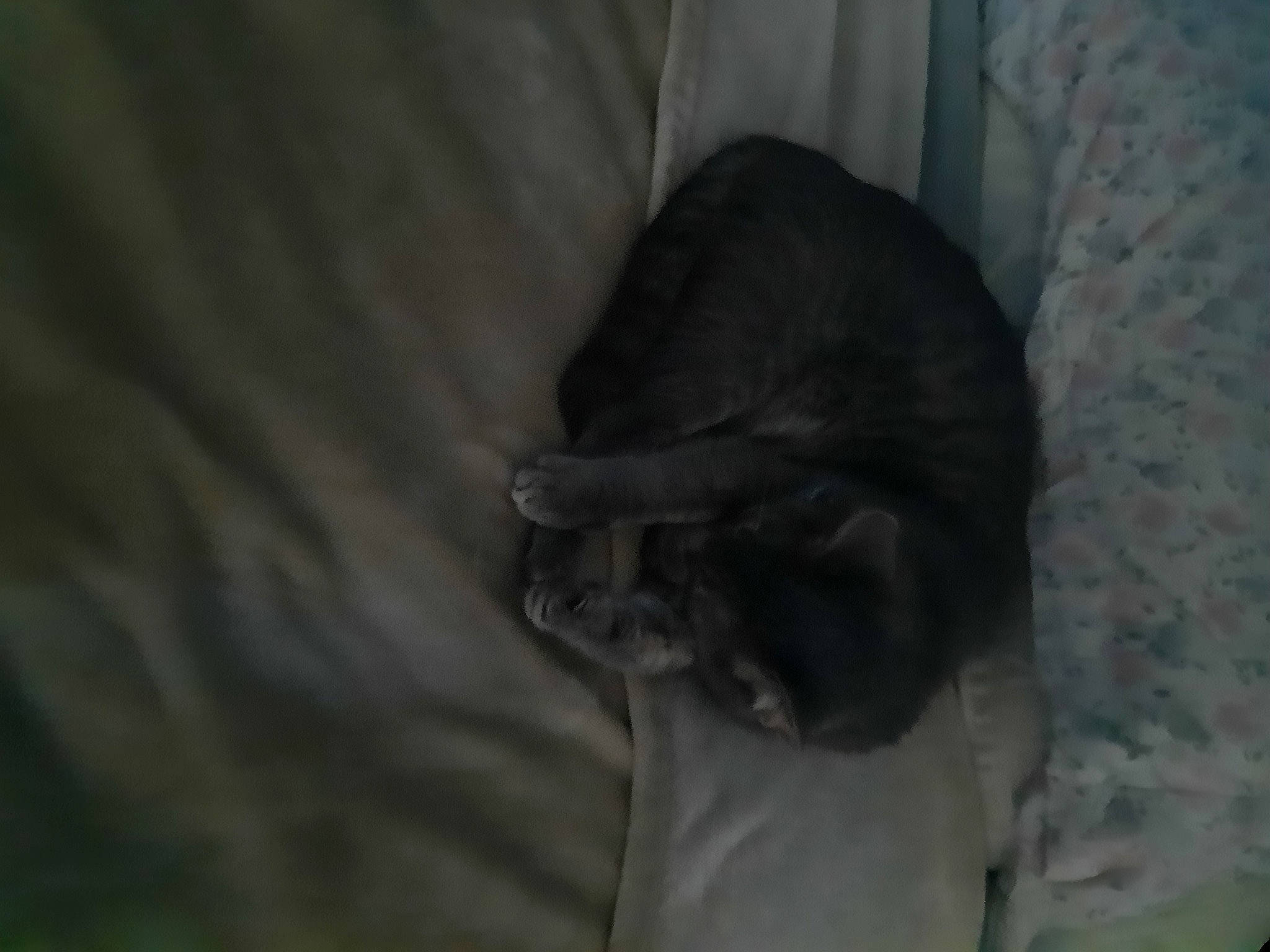 Fynn is registered to the contest to win money with this photo: black_cat, canidae, carnivore, cat, chartreux, comfort, dog_breed, domestic_short_haired_cat, fawn, felidae, fur, grey, paw, small_to_medium_sized_cats, snout, sporting_group, tail, whiskers, wildlife, wood