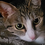 Ruby a rejoint le concours — aidez-le/la à gagner de superbes lots ! animal, cat, close_up, closeup, cozy, curious, eyes, fabric, face, fur, indoor, mammal, pet, pink_nose, portrait, resting, soft_light, tabby, texture, whiskers