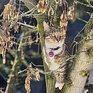 Churro joined the competition — help win amazing prizes! cat, tabby_cat, tree, branch, leaves, dried_leaves, moss, outdoor, nature, animal, pet, collar, tag, fur, whiskers, eyes, climbing, daylight, focus, curious