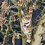 cat, tabby_cat, tree, branch, leaves, dried_leaves, moss, outdoor, nature, animal, pet, collar, tag, fur, whiskers, eyes, climbing, daylight, focus, curious