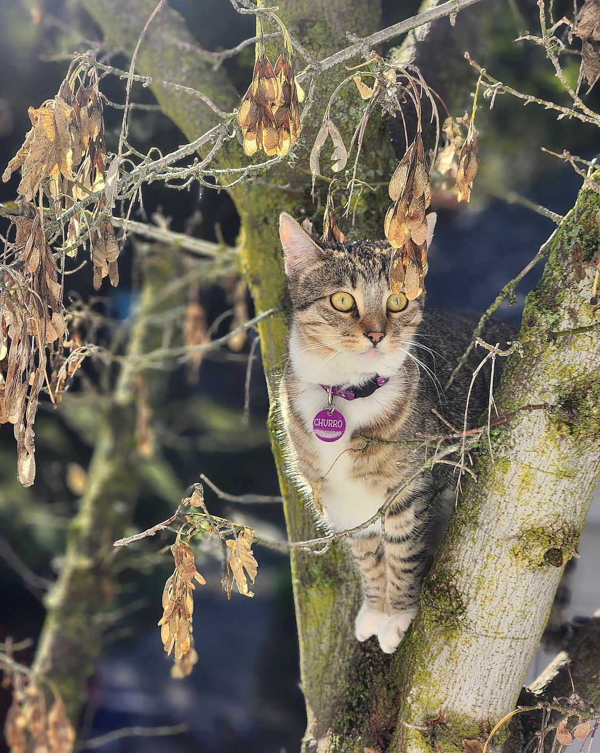 Churro joined the competition — help win amazing prizes! cat, tabby_cat, tree, branch, leaves, dried_leaves, moss, outdoor, nature, animal, pet, collar, tag, fur, whiskers, eyes, climbing, daylight, focus, curious