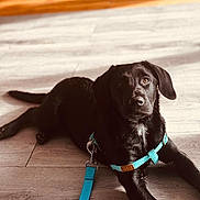 Nox a rejoint le concours — aidez-le/la à gagner de superbes lots ! animal, black_dog, bright_color, canine, collar, curious, dog, domestic_animal, ears, flooring, harness, indoor, laying_down, leash, looking_up, paw, pet, sunlight, wooden_floor, young_dog