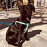 Nox a rejoint le concours — aidez-le/la à gagner de superbes lots ! animal, black_dog, canine, daytime, dog, harness, leash, outdoor, pavement, pedestrian, pet, shadow, shop, sidewalk, sitting, storefront, street, sunlight, tree, urban