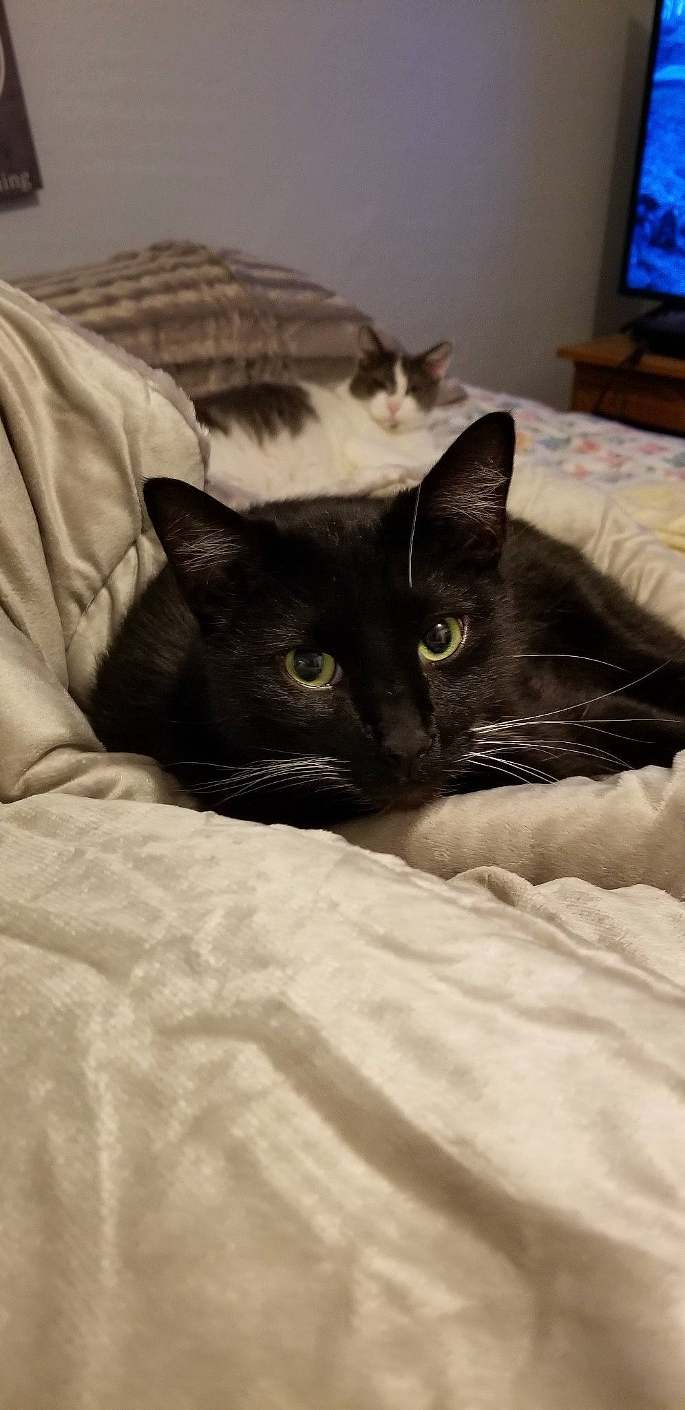 Mittens is registered to the contest to win money with this photo: asian, bed, black, black_cat, bombay, burmese, carnivore, cat, domestic_short_haired_cat, felidae, havana_brown, kitten, mammal, small_to_medium_sized_cats, snout, whiskers