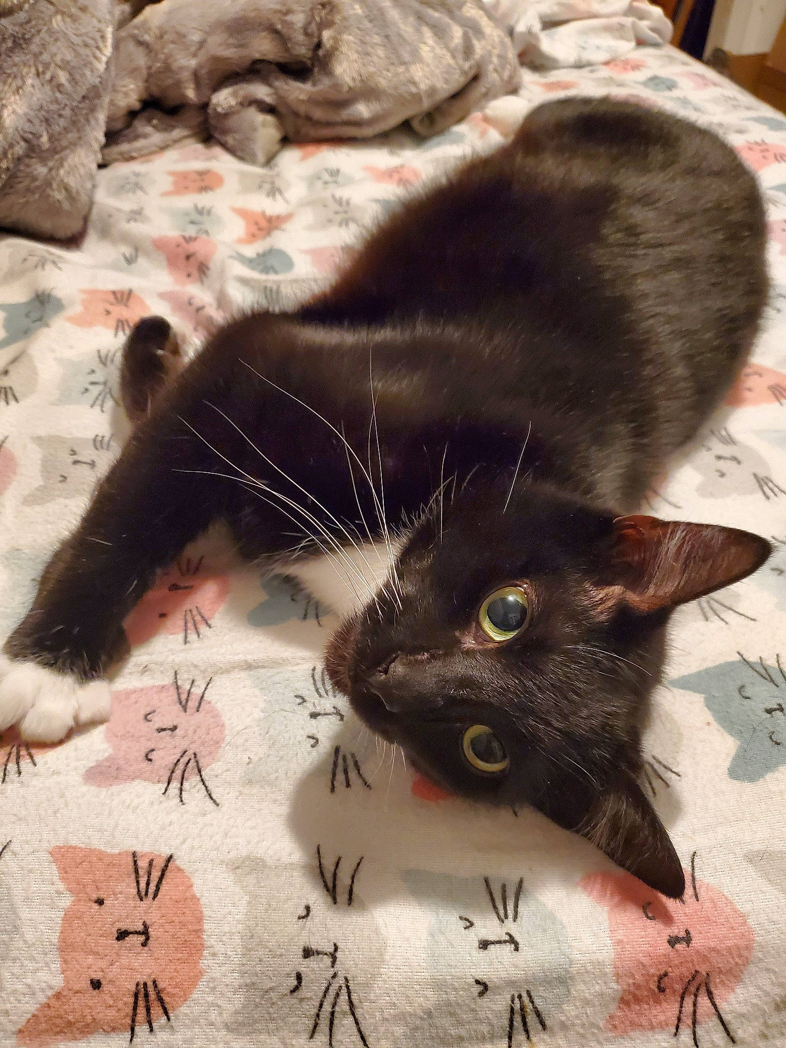 Mittens joined the competition — help win amazing prizes! black_cat, carnivore, cat, domestic_short_haired_cat, felidae, fur, kitten, small_to_medium_sized_cats, snout, whiskers