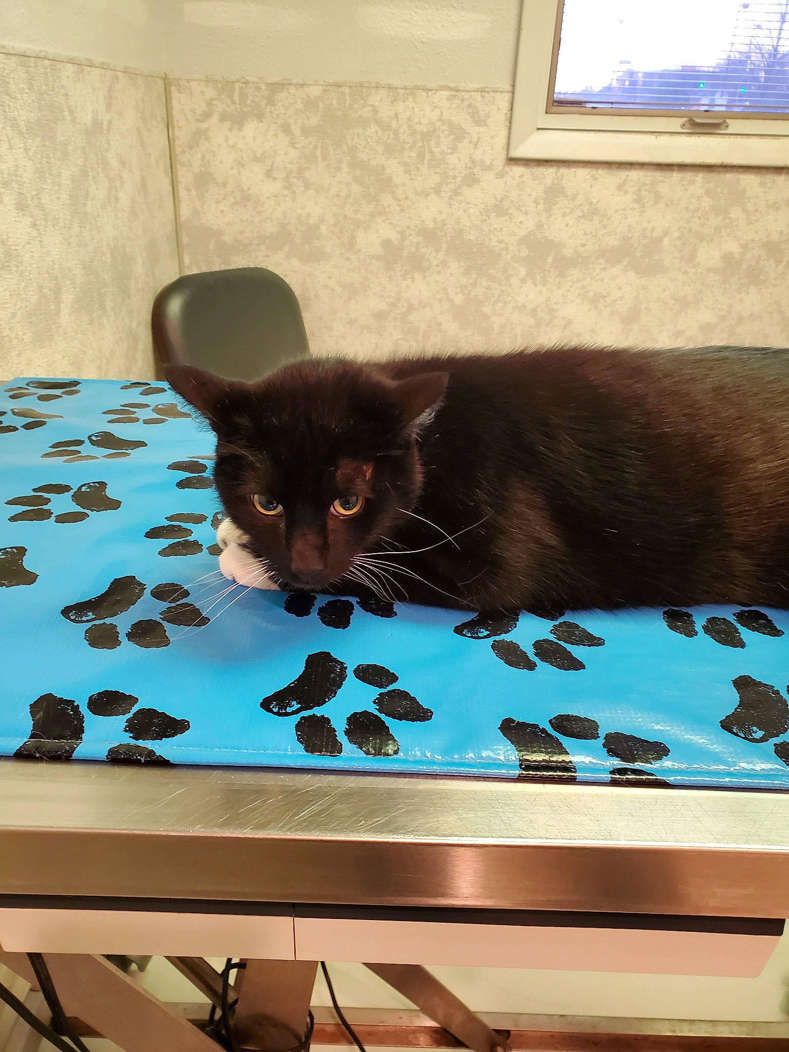 Mittens joined the competition — help win amazing prizes! black_cat, burmese, carnivore, cat, domestic_short_haired_cat, felidae, kitten, room, small_to_medium_sized_cats, table, whiskers