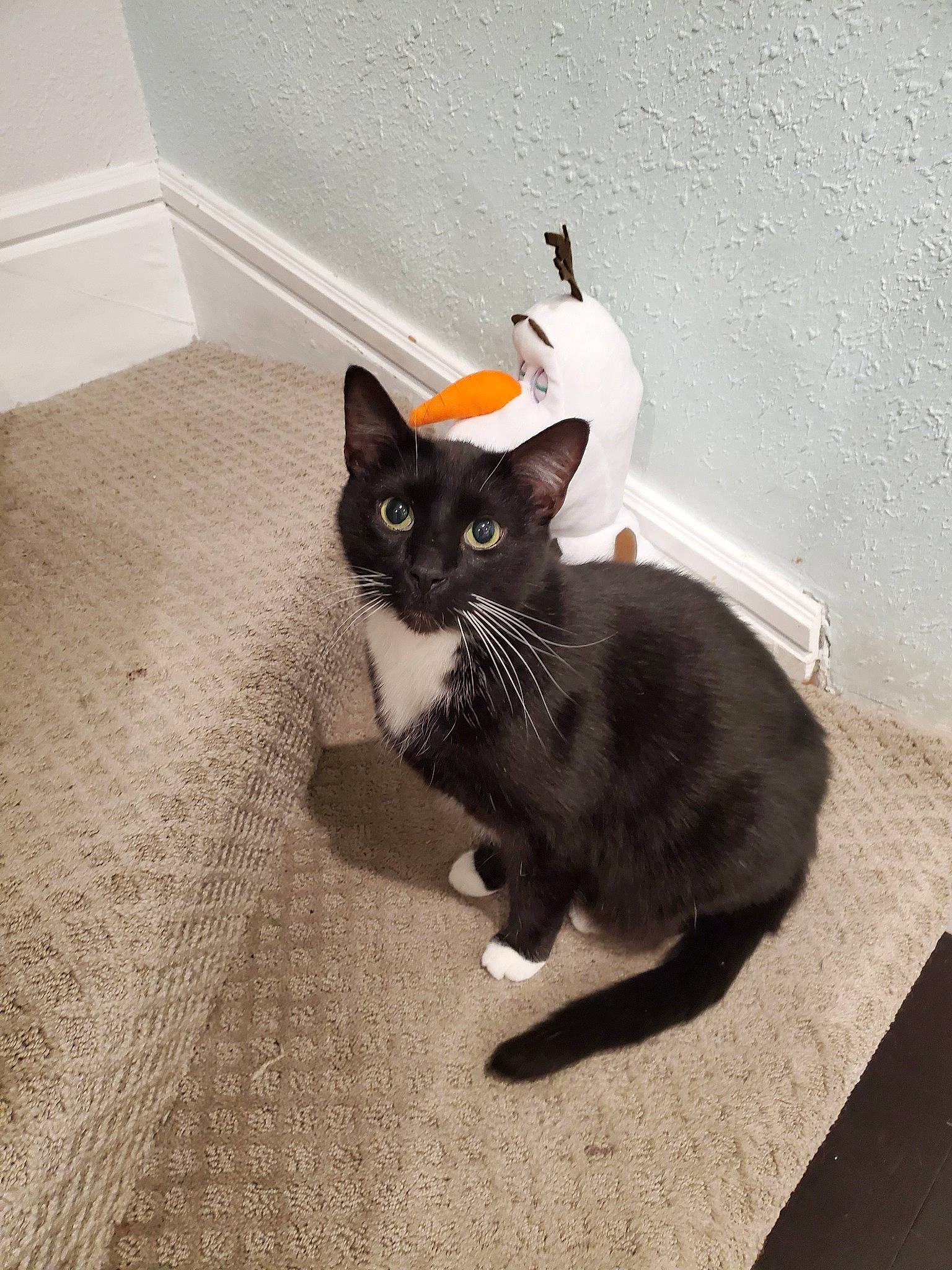 Mittens is registered to the contest to win money with this photo: asian, black_cat, carnivore, cat, domestic_short_haired_cat, european_shorthair, felidae, floor, flooring, kitten, mammal, ojos_azules, polydactyl_cat, small_to_medium_sized_cats, tail, whiskers